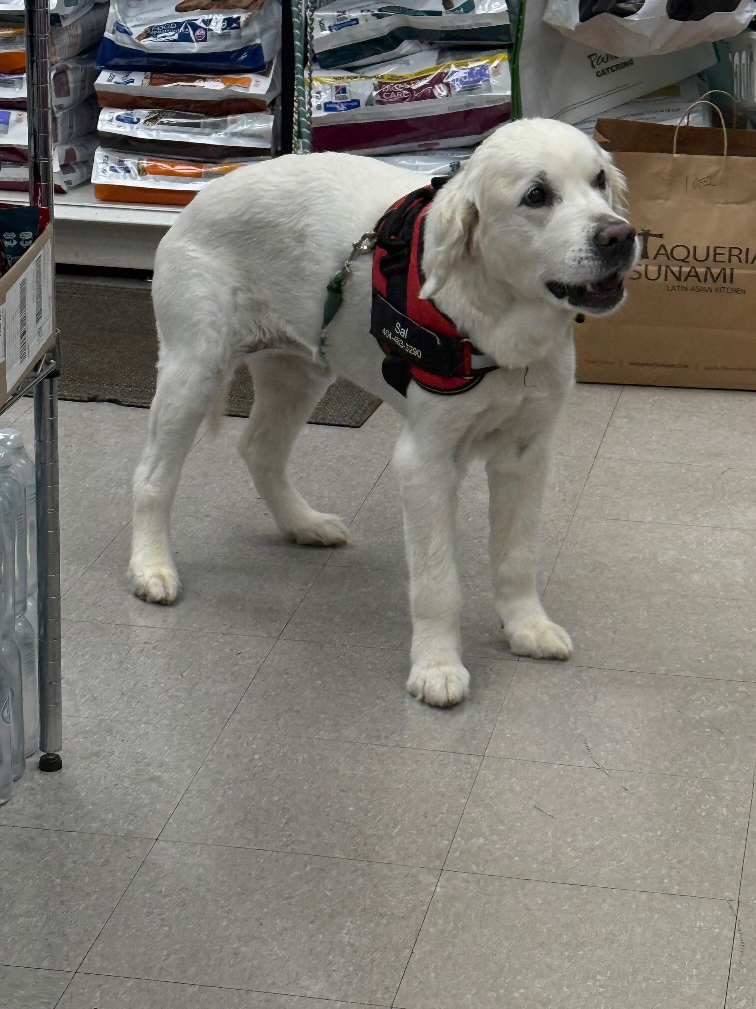 Chronic Allergic Dermatitis and Sebaceous Adenitis in Canine Skin